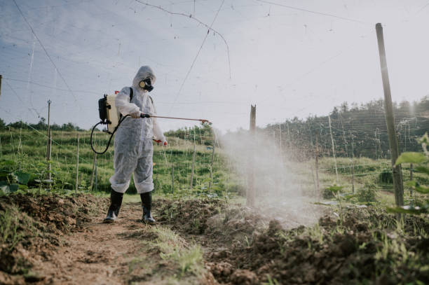 Best Pest Control Treatment  in Rector, AR
