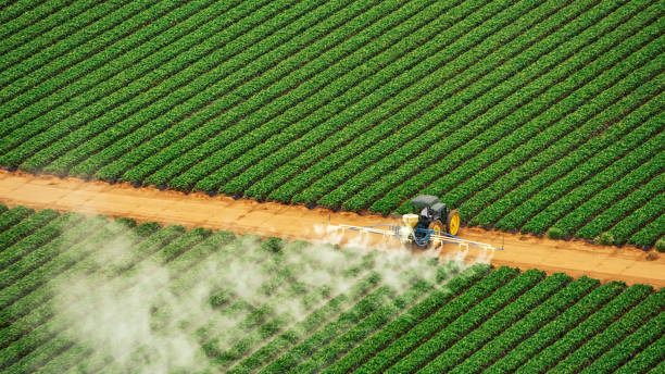 Best Local Pest Control Services  in Rector, AR