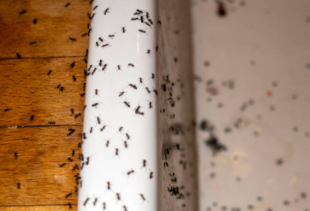 Best Best Pest Control Companies  in Rector, AR