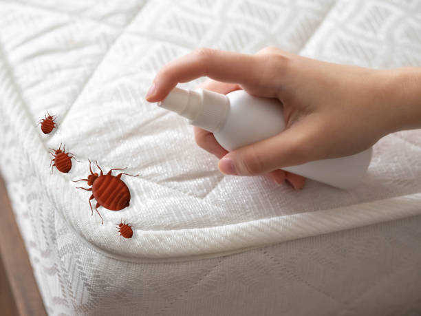 Best Insect Control  in Rector, AR