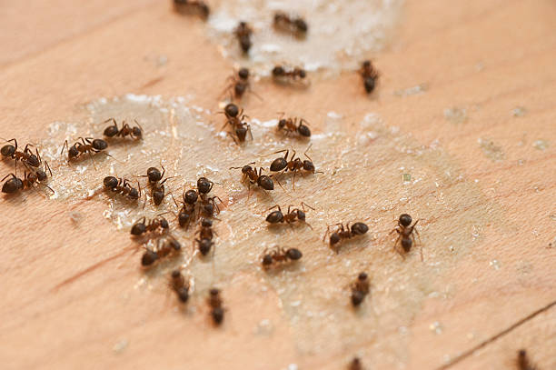 Best Pest Control Near Me  in Rector, AR