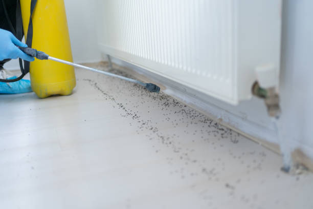 Wasp Removal Services in Rector, AR