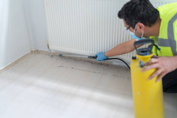Best Ant Control Services  in Rector, AR