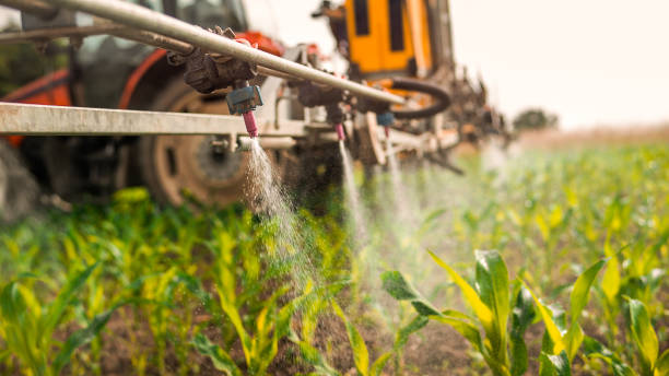 Best Pest Prevention Services  in Rector, AR